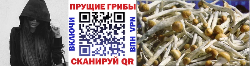 Псилоцибиновые грибы GOLDEN TEACHER Прохладный